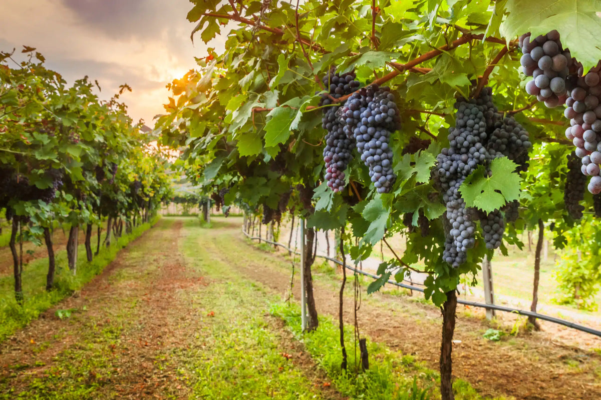 Regenerating the Roots: How Our Grapes Grow a Better Future
